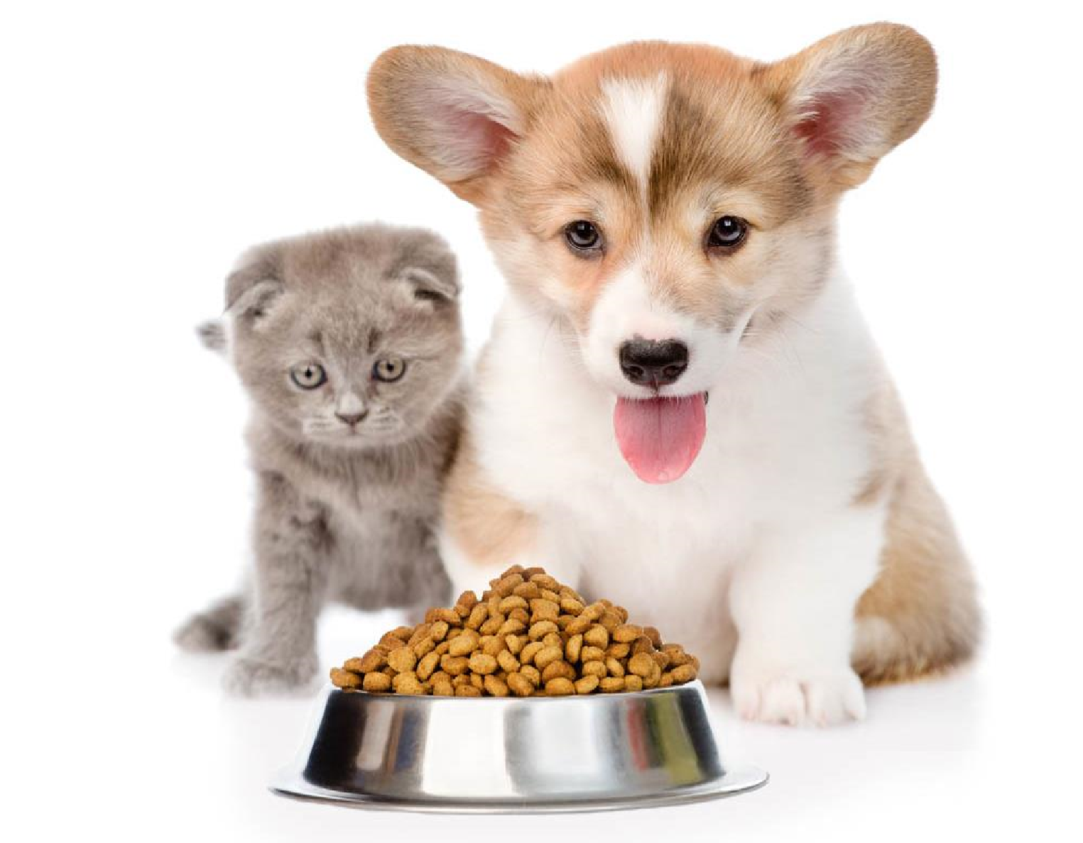 Корма для животных. Еда для домашних животных. Корма для кошек и собак. Миска для собак.