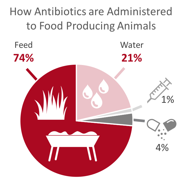 How antibiotics in animal feed harms food chain